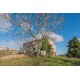 FARMHOUSE WITH PANORAMIC VIEWS FOR SALE IN CARASSAI IN THE MARCHE REGION, NESTLED IN THE ROLLING HILLS OF THE MARCHES in Le Marche_16
